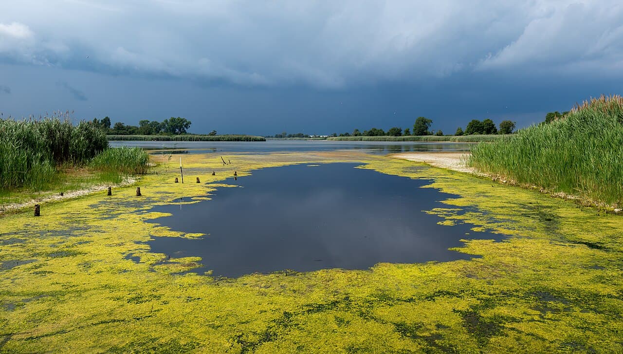 Jamaica Bay Wildlife Refuge East Pond (61289p)