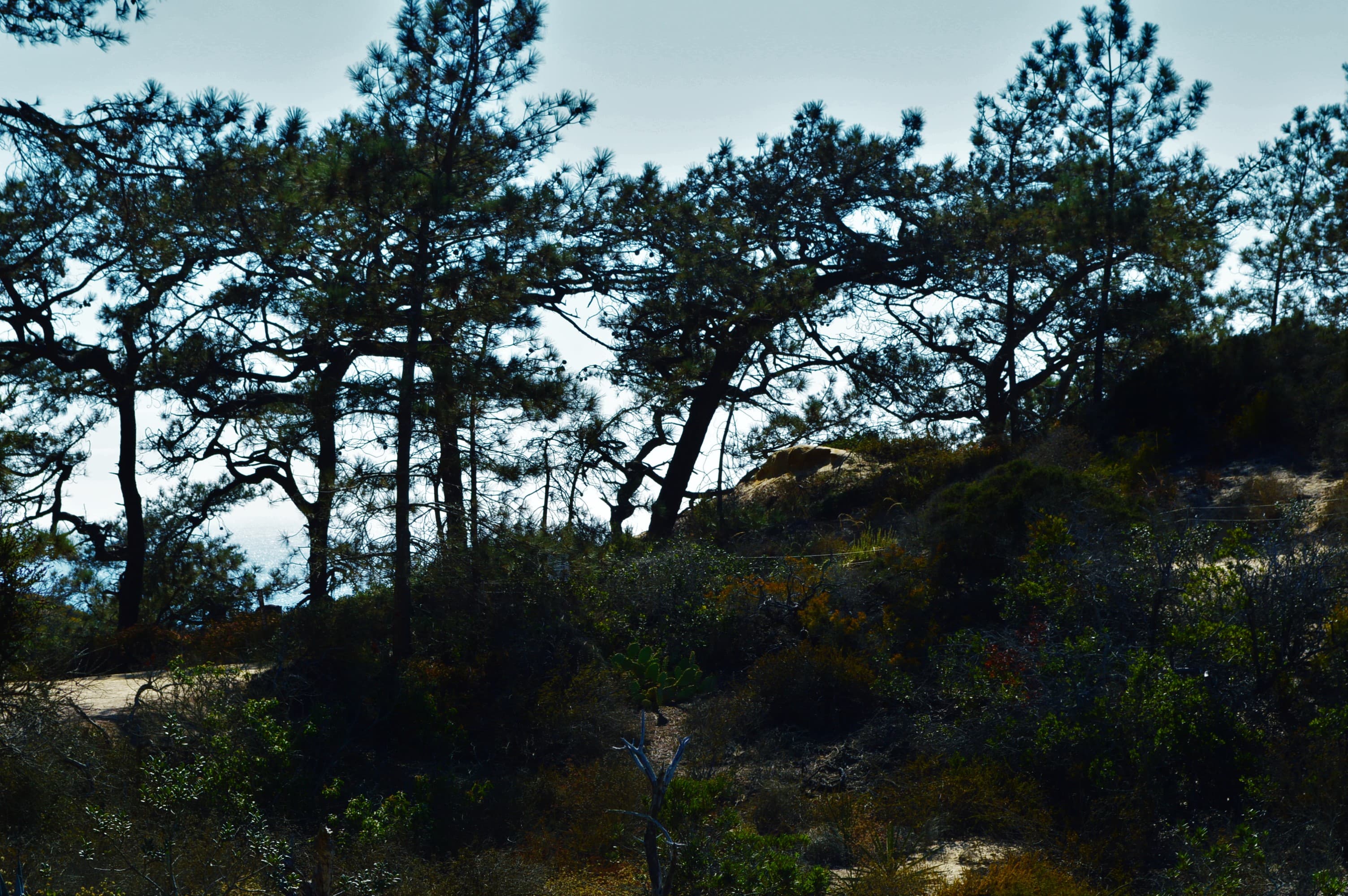 Guy Fleming Trail, Torrey Pines